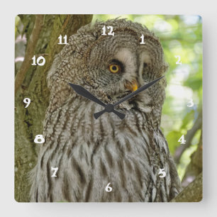 Reloj de pared lindo de la impresión del búho de