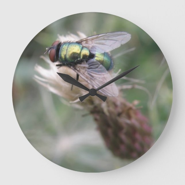 Reloj de pared macro de la mosca verde de la botel (Anverso)