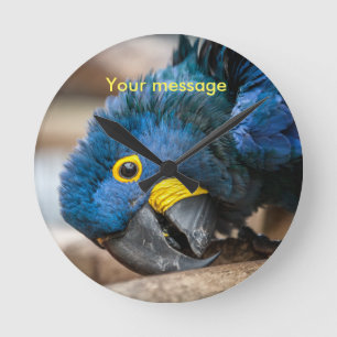 Reloj de pared que ofrece el loro lindo del Macaw