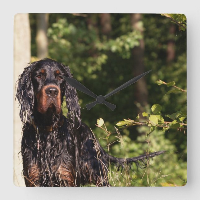 Reloj de pared Wet Gordon Setter Square (Anverso)