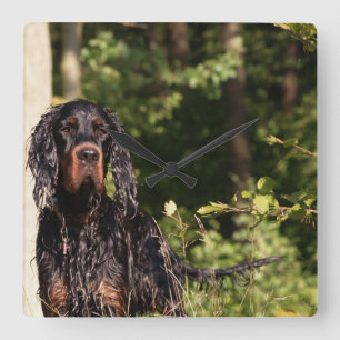 Reloj de pared Wet Gordon Setter Square