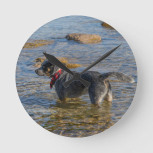 Reloj de perro de ganado vacuno australiano