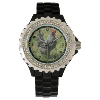 Reloj de pollo de la roca de Plymouth