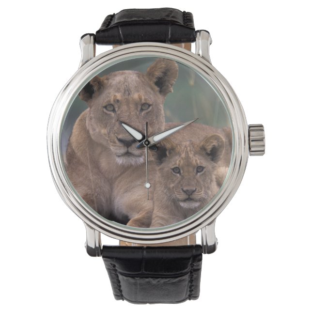 Reloj De Pulsera África, Botswana, Delta del Okavango. Leones (Anverso)