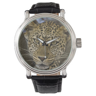 Reloj De Pulsera África. Tanzania. Leopardo en un árbol en Serenget