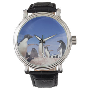 Reloj De Pulsera Antártida, Adelie Penguin Pygoscelis