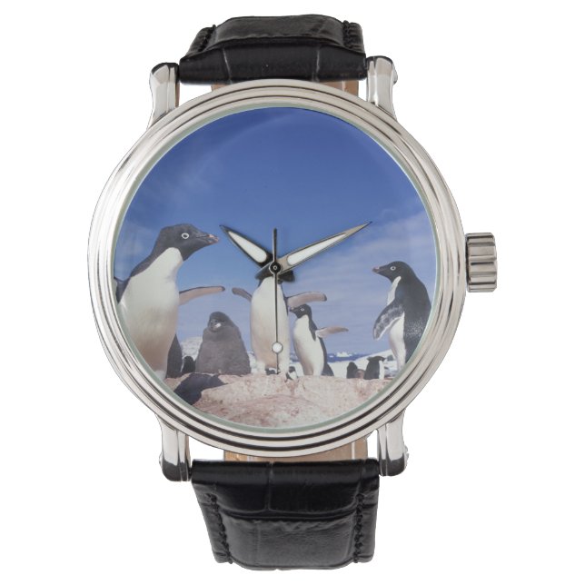 Reloj De Pulsera Antártida, Adelie Penguin Pygoscelis (Anverso)