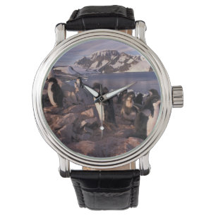 Reloj De Pulsera Antártida, pollitos de pingüino de Adelie