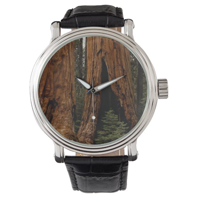 Reloj De Pulsera Árboles secuoyas, Parque Nacional Sequoia. (Anverso)