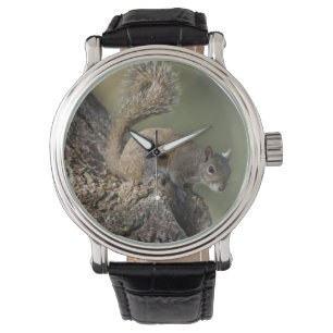 Reloj De Pulsera ardilla gris oriental, o ardilla gris