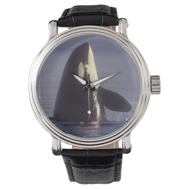 Reloj De Pulsera Ballena asesina de orca (orcinus) en spyhopping ce (Anverso)