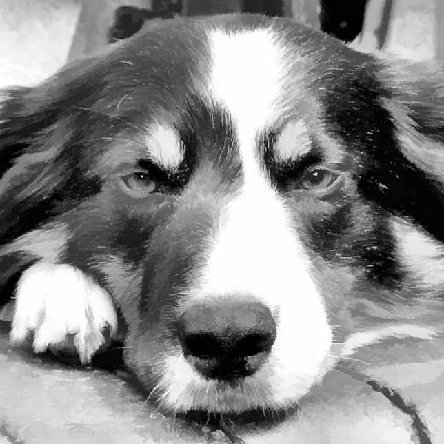 RELOJ DE PULSERA BORDER COLLIE (Subido por el creador)