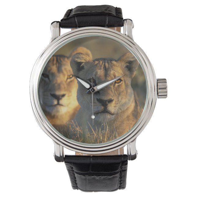 Reloj De Pulsera Botsuana, Parque Nacional Chobe, Leonesas (Anverso)
