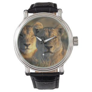Reloj De Pulsera Botswana, parque nacional de Chobe, leonas