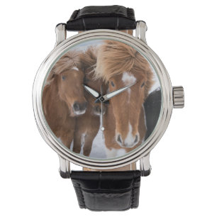 Reloj De Pulsera Caballos islandeses acarician, Islandia