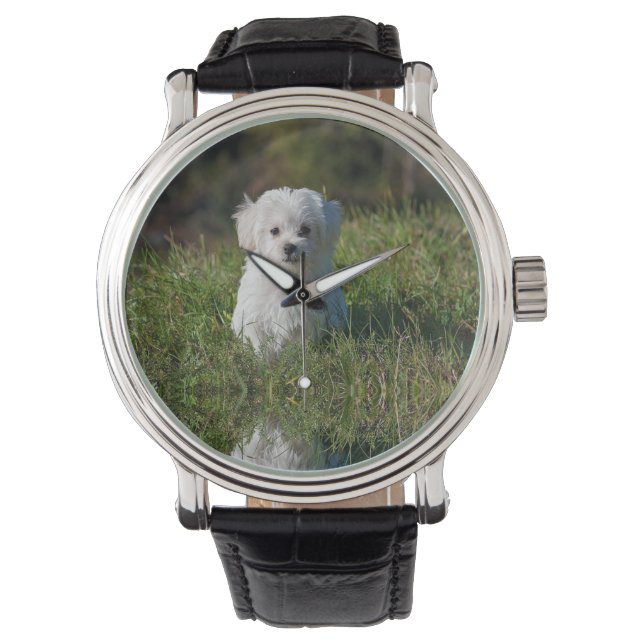 Reloj De Pulsera Cachorro blanco lindo (Anverso)