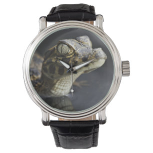 Reloj De Pulsera Caimán joven en agua con la reflexión