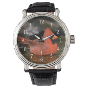 Reloj De Pulsera Cardenal norteño macho bañándose