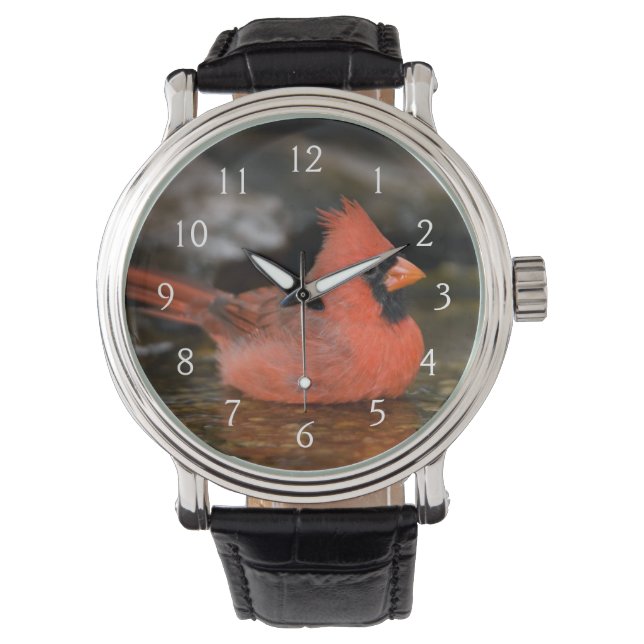 Reloj De Pulsera Cardenal norteño macho bañándose (Anverso)