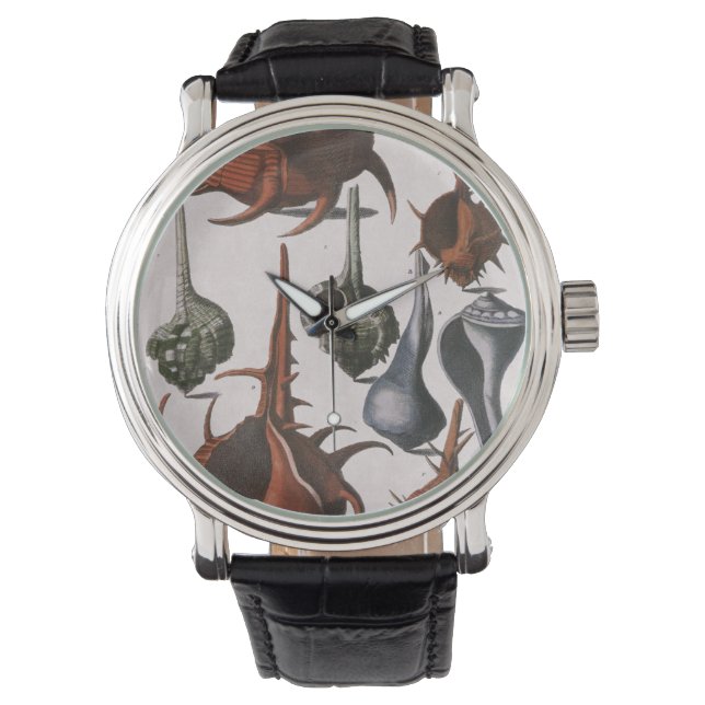 Reloj De Pulsera Cascos marinos de época, cáscaras oceánicas Vida m (Anverso)