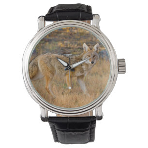 Reloj De Pulsera Caza de Coyote (Canis Latrans)