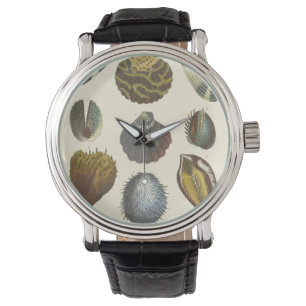 Reloj De Pulsera Colección de Conchología