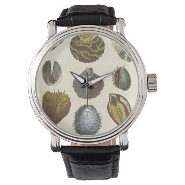 Reloj De Pulsera Colección de Conchología (Anverso)