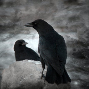 Accesorios Cuervo Surrealista Zazzle Es