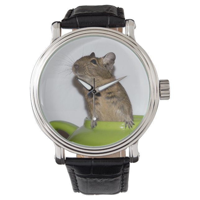 Reloj De Pulsera Curioso Degu en una tetera verde (Anverso)