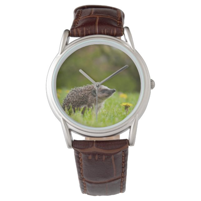 Reloj De Pulsera Cutest Baby Animals | European Hedgehog (Anverso)