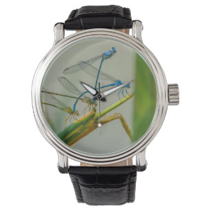Reloj De Pulsera Damselflies que socializan por el agua