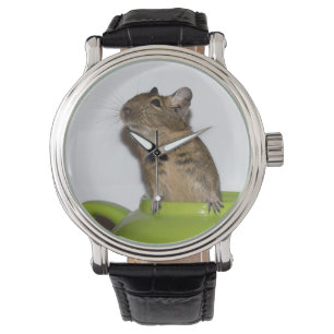 Reloj De Pulsera Degu curioso en una tetera verde