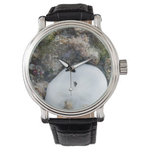 Reloj De Pulsera Dólar de arena en el arrecife de Fiji con baja ma