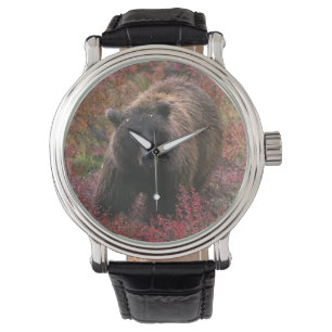 Reloj De Pulsera EE. UU., Alaska, Parque Nacional Denali. Oso pardo