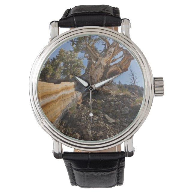 Reloj De Pulsera EE. UU., California, Bosque Nacional Inyo 12 (Anverso)