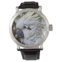 Elegancia en blanco: el majestuoso Cockatoo austra