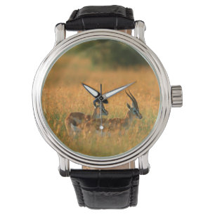 Reloj De Pulsera Gacela de Thomson (Gazella Thomsonii) al amanecer