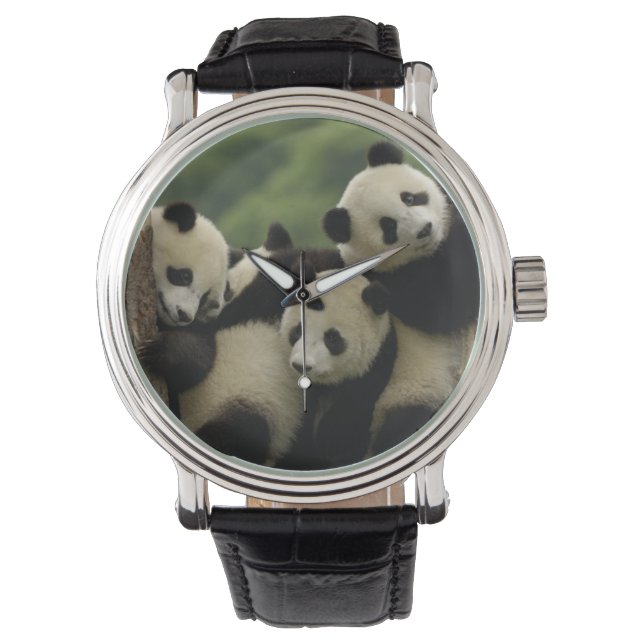 Reloj De Pulsera Gigantes pandas bebés Ailuropoda melanoleuca) (Anverso)