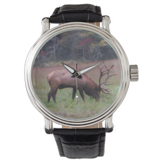 Reloj De Pulsera Gran alce de toro en la hierba púrpura del otoño.
