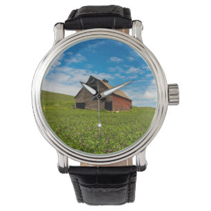 Reloj De Pulsera Granero rojo viejo en campo de garbanzos