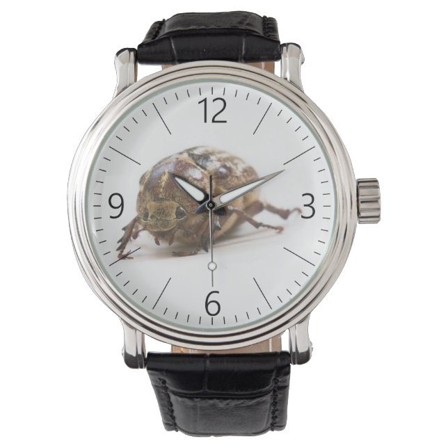 Reloj De Pulsera Hembra de escarabajo de Polyphylla fullo (Anverso)