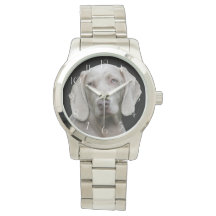 Hermoso perro de caza de Weimaraner