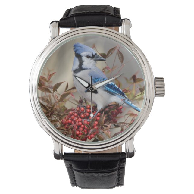 Reloj De Pulsera Jay azul en Nandina Heavenly Bamboo (Anverso)