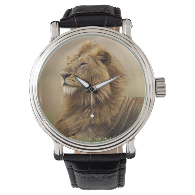 Reloj De Pulsera Kenia, Masai Mara | León masculino (Anverso)