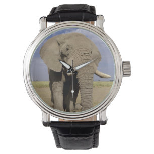 Reloj De Pulsera Kenia: Parque Nacional Amboseli, elefante masculin