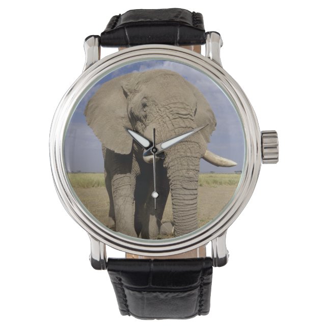 Reloj De Pulsera Kenia: Parque Nacional Amboseli, elefante masculin (Anverso)