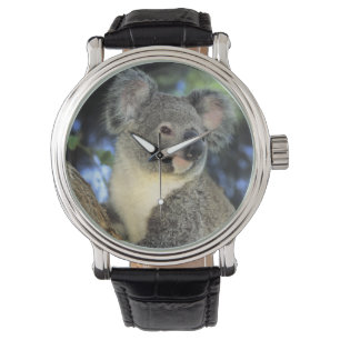 Reloj De Pulsera Koala, Phascolarctos cinereus), Australia,