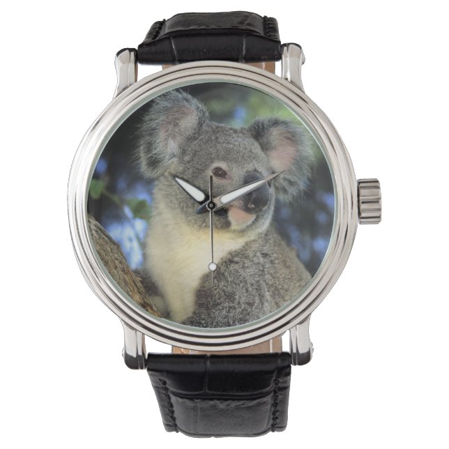 Reloj De Pulsera Koala, Phascolarctos cinereus), Australia, (Anverso)