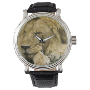 Reloj De Pulsera León africano, Panthera leo, acostado dormido