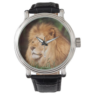 Reloj De Pulsera León macho adulto